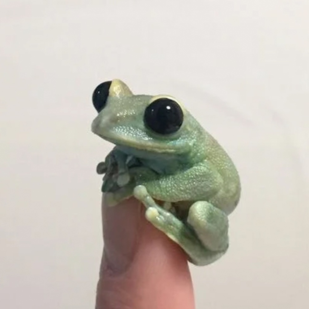 Say hi to frog